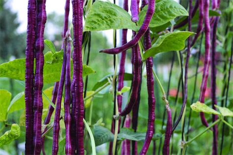 Chinese Long Beans, Full Sun Annuals, Long Beans, Bean Pods, Asparagus Beans, Chinese Vegetables, Long Bean, Asian Vegetables, Pole Beans