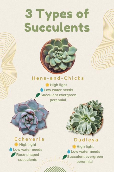 Hens And Chicks Planting Ideas, Hen And Chicks Succulent, Hens And Chicks Succulent, Plants Business, Plants Types, Low Light Succulents, Echeveria Care, Plant Vibes, Indoor Plant Care Guide