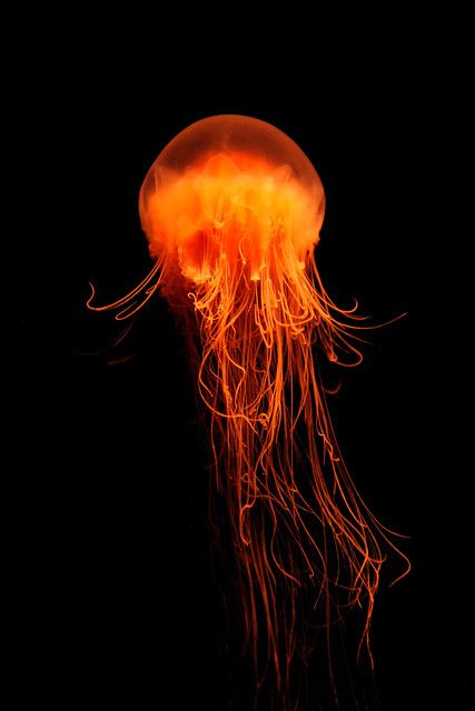 Orange Jellyfish, Sea Jellies, Bawah Air, Jellyfish Art, Underwater Animals, Deep Sea Creatures, Upcycling Ideas, Jelly Fish, Water Life