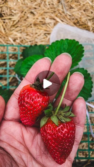 Sara Tracy, Gardener on Instagram: "Set yourself up for 🍓 success this Spring! 🤩  Planting properly is important! Make sure the crown of the strawberry plant is right above the soil line and then mulch around the plants right away. I like to use straw personally! 🫶🏼   Pests love berries as much as we do! If you want to avoid harsh chemicals in your garden and grow organically then barrier methods are the way to to go. Organza jewelry bags are easy to synch around individual berries. Or hoops and floating row covers will provide even more coverage!   Let me know if you want links to any of the items shown! 🫶🏼  Happy gardening! 🍓🙏🏽  #zone9garden #strawberries #kitchengarden #growyourown #gardeningtips #organicgardening #backyardgarden" Strawberry Simple Syrup, Organza Jewelry, Strawberry Plant, Homemade Soda, Row Covers, Zone 9, Strawberry Topping, Growing Strawberries, Plant Covers