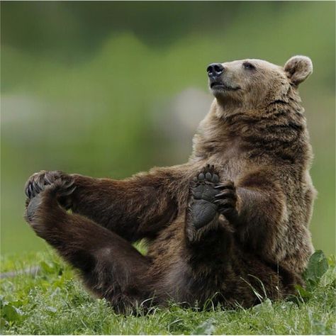 1,723 Likes, 1 Comments - Wildlife | Nature | Adventure (@wildlifenooky) on Instagram: “Photo by ©Jans-willhelm Jansen Brown Bear yoga! The train🚂🚂. Photo by @majedphotos An elephant with…” Funny Photoshop, Animal Study, Bear Photos, Bear Pictures, Love Bear, Grizzly Bear, Animal Wallpaper, Animal Tattoos, Animal Photo