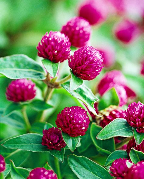 Bachelor's Button Flower, Purple Shrubs, Deer Resistant Annuals, Bachelor Button Flowers, Globe Amaranth, Bachelor Buttons, Tattoo Reference, Gardening Trends, Annual Flowers