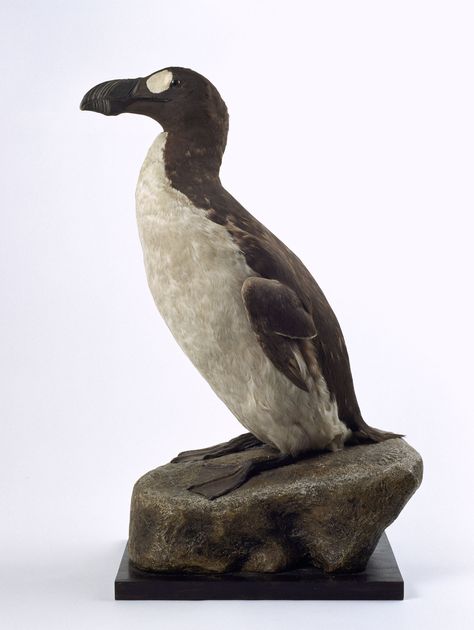 Great Auk (Pinguinus impennis). Taxidermy Specimen Number 8. Extinct Circa 1850. Kelvingrove Art Gallery and Museum, Glasgow, Scotland. Steller's Sea Cow, Great Auk, Extinct Birds, Extinct Species, Tasmanian Tiger, Sea Cow, Paleo Art, Extinct Animals, Glasgow Scotland