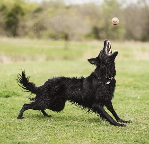 Feral Animal Poses, Dog Standing Up, Dog Reference Poses, Dog Poses Reference, Animal Poses Reference, Dog Aesthetic Wallpaper, Dog Posing, Wallpaper Dog Aesthetic, Dog Aesthetics