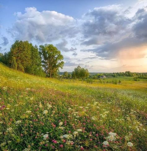 Meadow Photography, 숲 사진, Scenery Photos, Forest Photos, Sunset Landscape, Summer Landscape, Cool Landscapes, Landscape Pictures, Beautiful Nature Pictures