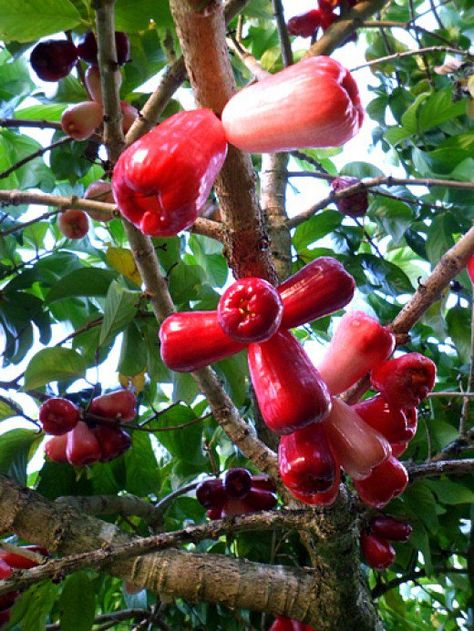 Mountain apple is a beautiful fruit tree that grows in many gardens and farms in Hawaii.  It has a unique rose flavor, tastes sweet and extremely juicy.  Mountain apples are usually eaten fresh or made into jams, pickles, and wines. Rose Apple Fruit, Giant Vegetable, Fruit Bearing Trees, Rose Apple, Unique Fruit, Rose Flavored, Fruit Picture, Apple Roses, Fruit Photography