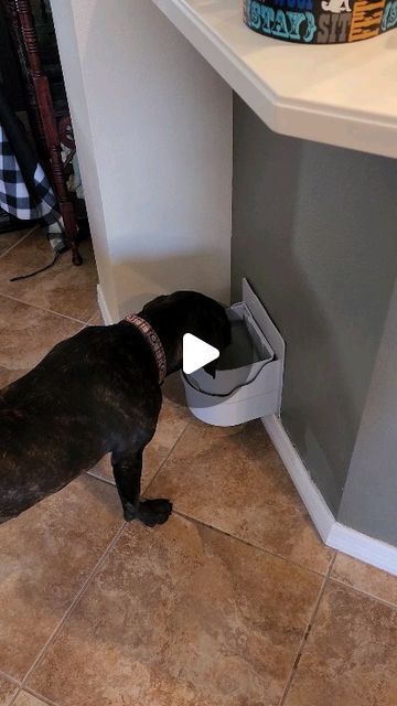 perpetual_well on Instagram: "Perpetual Well, the World's First Automatic, Self-Filling & Self-Draining Pet Water Bowl #pets #petcare #dog #cat" Pet Water Bowl, Water Bowl, May 11, First World, Pet Care, Dog Cat, Audio, Bath, Bowl