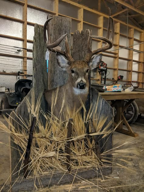 Deer Taxidermy Mounts, Cool Deer Mounts, Whitetail Taxidermy, Deer Mount Decor, Deer Mount Ideas, Turkey Mounts, Deer Taxidermy, Deer Hunting Decor, Deer Skull Mount