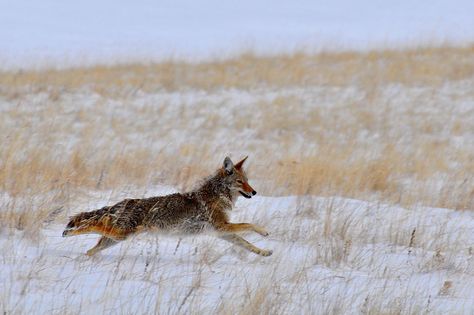 coyote snow run Coyote Running, Running Drawing, Conceptual Portrait, Roll With The Punches, Reference Pictures, Wild Dogs, Dogs Of The World, Go Outside, Aesthetically Pleasing