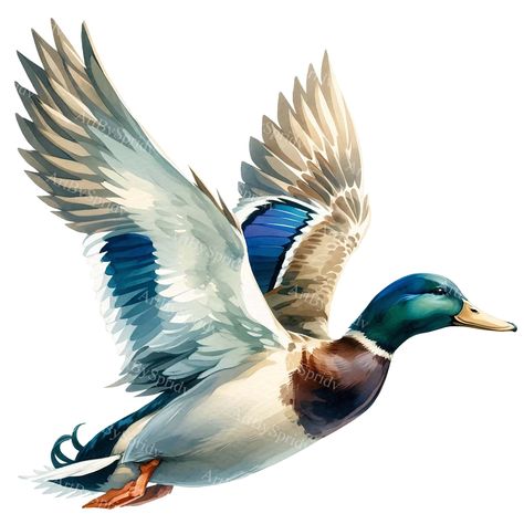 Duck Clipart, Duck Illustration, Tumblers Sublimation, Duck Art, Interesting Animals, Mallard Duck, Clipart Design, Bird Drawings, Art And Illustration