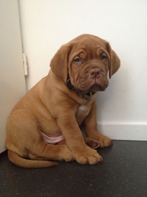 French Mastiff Puppies, French Mastiff Dog, Bordeaux Dog, Rare Dogs, French Mastiff, Mastiff Dogs, Young Animal, Puppies And Kitties, Bull Mastiff