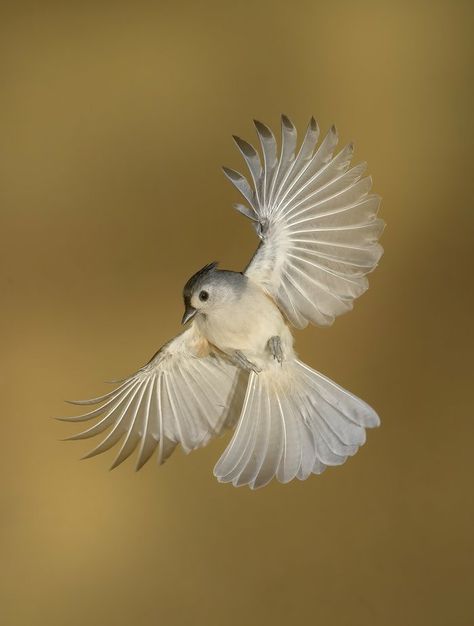 Nightingale Bird, Titmouse Bird, Tufted Titmouse, Bird Migration, Up Book, Birds Tattoo, Birds Flying, Birds Painting, Beautiful Birds