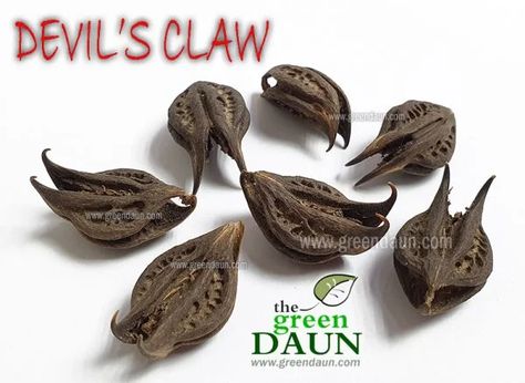 Devil's Claw Bat's Head Seed and Root - Green Daun Devils Claw Root Witchcraft, Devils Claw, Wicca Herbs, Native American Folklore, Witch's Garden, Witch Herbs, Protective Charms, Black Magick, Witch Garden