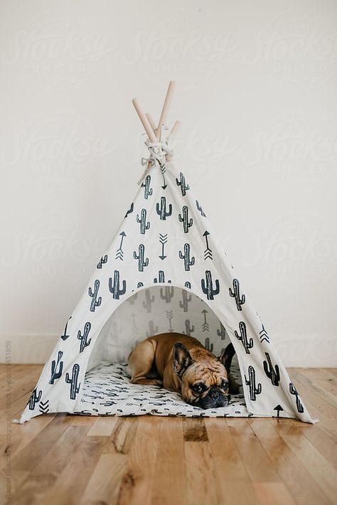 A French Bulldog Puppy Dog Sleeping in A Tent TeePee by Rachel Gulotta Photography - Stocksy United Teepee Dog Bed, Dog Teepee, Cat Teepee, Diy Teepee, Cute Dog Beds, Pet Teepee, Dog Bed Modern, Dog Tent, Pet Beds Cat