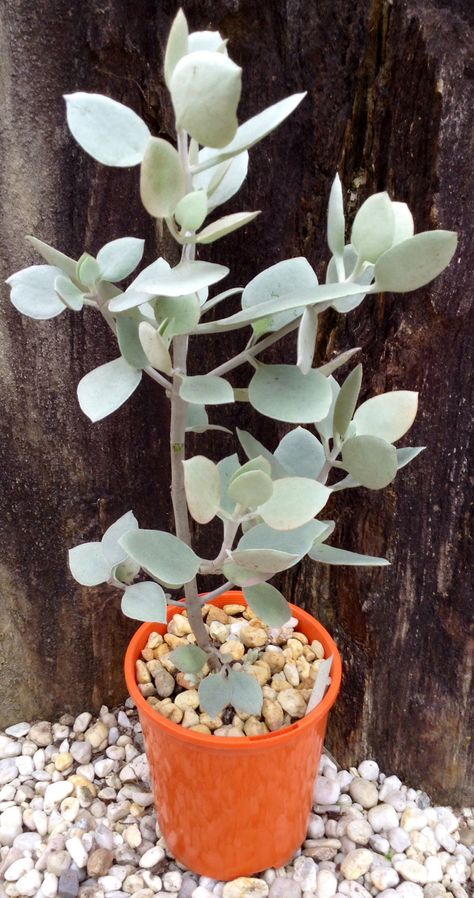 KALANCHOE "PELTATA". Creative Planter, Growing Succulents, Succulent Gardening, Creative Gardening, Cactus Y Suculentas, Plant Collection, Cactus And Succulents, Autumn Garden, Succulents Garden