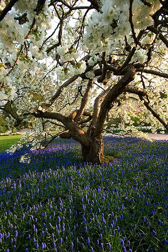 Rhs garden, wisley, surrey. Spring. Ornamental cherry - prunus shirotae underplanted with muscari armeniacum. Blossom, tree, easter - for stunning front garden Prunus Shirotae, Muscari Armeniacum, Ornamental Cherry, Garden On A Hill, Cherry Trees, Blooming Trees, Country Living Magazine, Architecture Ideas, Living Magazine