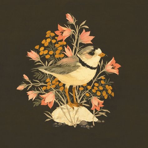 Teagan White Illustration, Piping Plover, Teagan White, Tattoo Bird, Animal Illustration Art, Nature Sketch, Trendy Tattoo, New Painting, Floral Illustration