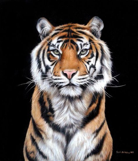 brookshaw photography — Sarah Stribbling has finished a painting of Kirana... Tiger Artwork, Chester Zoo, Sumatran Tiger, Tiger Drawing, Tiger Painting, Tiger Pictures, Big Cats Art, Tiger Art, Wildlife Artists