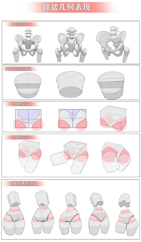 Pelvis Anatomy, Hip Anatomy, Leg Anatomy, Female Anatomy Reference, Drawing Female Body, Anatomy Tutorial, Anime Tutorial, Human Anatomy Drawing, Body Drawing Tutorial