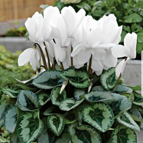 White Cyclamen White Flowers Garden, California Garden, Autumn Park, Moon Garden, Garden Show, White Gardens, Garden Borders, Green Garden, Front Garden