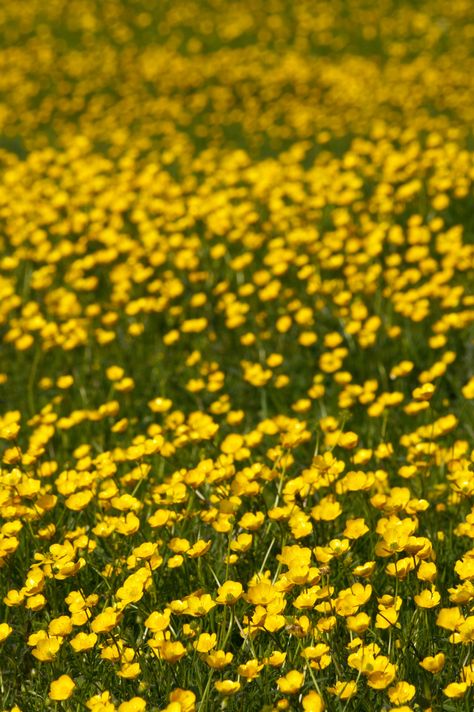 Photography by Martin Eager - Landscape, Nature, Woodland, Stock ... Meadow Flowers Photography, Meadow Photography, Yellow Meadow, Flower Field Yellow, Field Of Yellow Flowers Aesthetic, Dandelion Aesthetic Yellow, Buttercup Flower, Warm Spring, The Meadows