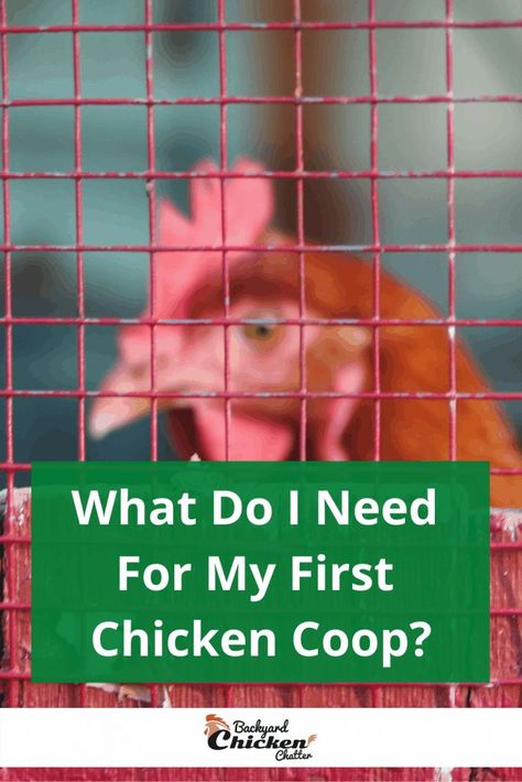 Chicken Coop Start Up, Inside Chicken Coop, Chicken Tips, Diatomaceous Earth Food Grade, Backyard Animals, Chicken Poop, Chicken Coup, Diy Chicken Coop Plans, Chicken Owner