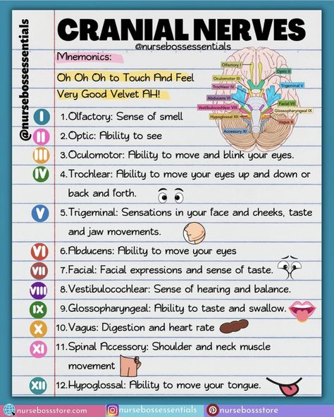 Medical Terminology Study, Nursing School Life, Nurse Skills, Nursing Assessment, Nursing School Essential, Medical School Life, Nursing School Motivation, Nurse Study Notes, Nursing Mnemonics