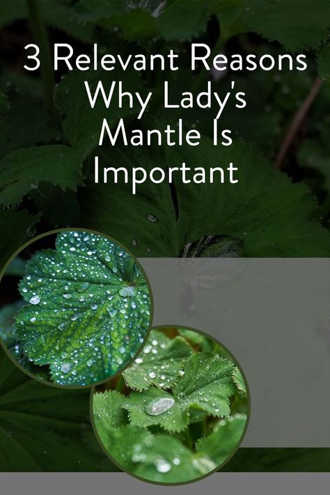 Lady's Mantel Flower, Lady Mantle Plant, Ladies Mantle Plant, Lady's Mantle Plant, Lady’s Mantle Benefits, Lady’s Mantle, Ladies Mantle, Ladys Mantle, Mantel Flowers