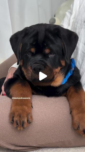 Rottweiler Dog Puppy, Rottweiler Love, Rottweiler Lovers, Rottweiler Puppies, Rottweiler Dog, Toddler Life, Dog Images, Funny Dog Videos, Big Heart