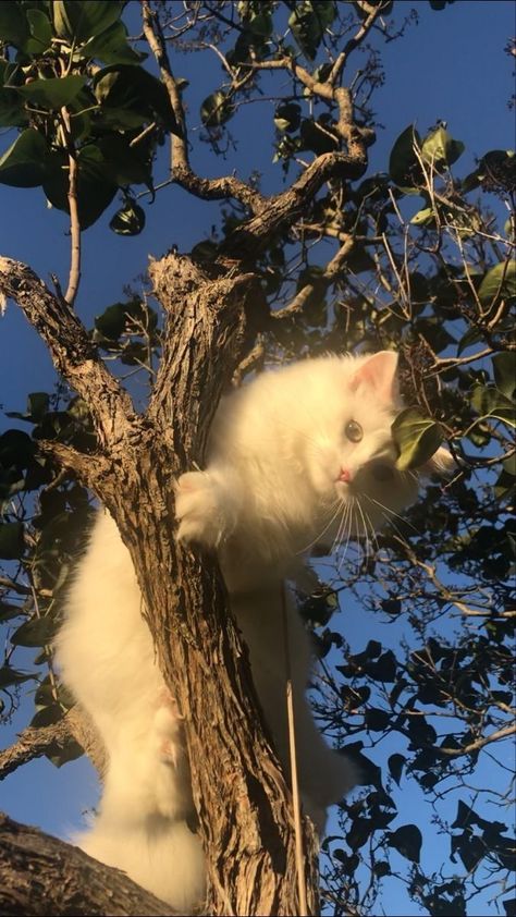 How to Get a Cat Out of a Tree? | Cat Tips Aesthetic Pictures Cat, Autumn Core Aesthetics, Autumn Cat Aesthetic, Cat Aestethic, Glowworm Caves, Autumn Cat, Aesthetic Cats, Green Country, Silly Cats Pictures