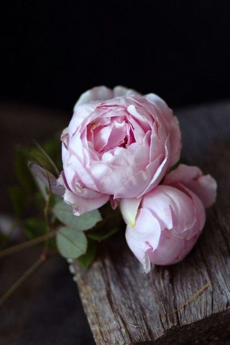 English Rose, Pink Flower, Peonies, Wood, Pink