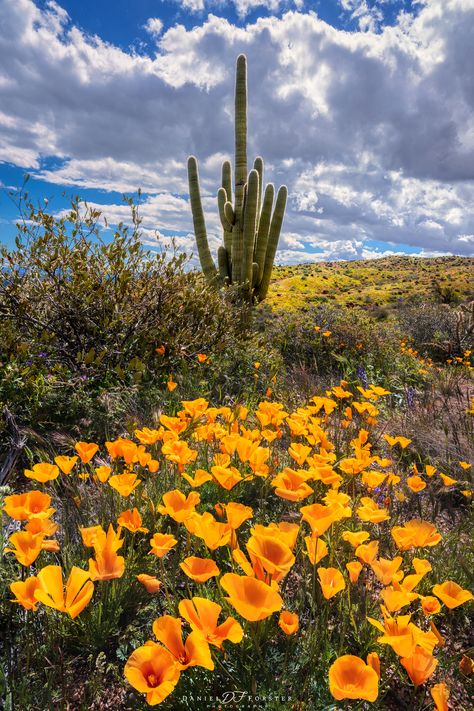 In the spring of 2023, Arizona had a banner year for wildflowers. The superbloom was spectacular in many parts of the desert. I captured this beautiful scene on my way to the Phoenix area in the Tonto National Forest. Photo Title: Super Blooming Southwest Wallpaper, Southwest Wall Decor, Arizona Wildflowers, Desert Wildflowers, Wildflower Photo, Travel Nurse, Arizona Sunset, Cactus Wall, Desert Flowers