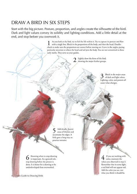 birding sketches | From: The Laws Guide to Drawing Birds, by John Muir Laws (Heyday Books ... Cardinal Drawing, How To Draw Birds, Draw A Bird, Draw Birds, Drawing Birds, John Muir, Art Instructions, Bird Drawings, Yandex Disk