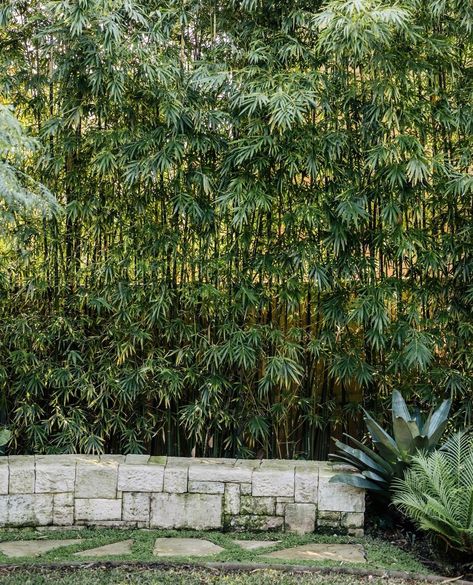 The bamboo can grow really high which will be perfect for a border fence. Besides, bamboo is also aesthetic with its tropical impression. There are some different kinds of bamboo plants and you can choose the ones based on your taste. Bamboo Hedge from @harrisonslandscaping Corner Gardens, Bamboo Hedge, Bamboo Landscape, Entertaining Garden, Retaining Wall Design, Landscape Borders, Fence Plants, Brick Fence, Landscape Construction