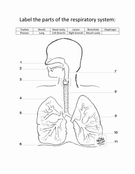 Respiratory System Worksheet Pdf New Labeled Diagram the Respiratory System for Kids Respiratory System Worksheet, Digestive System Diagram, Respiratory System Anatomy, Digestive System Worksheet, Human Circulatory System, Human Respiratory System, Science Quiz, Human Digestive System, The Respiratory System