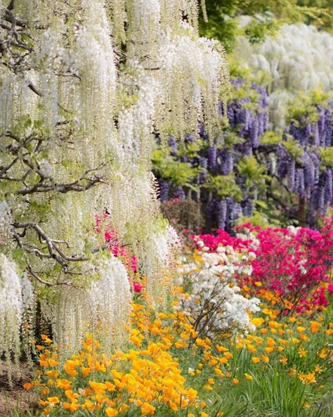 Places In Japan, Flower Park, Wisteria Garden, Wisteria Plant, Wisteria Flowers, Azalea Flower, Wisteria Tree, Mangrove Forest, Tokyo City