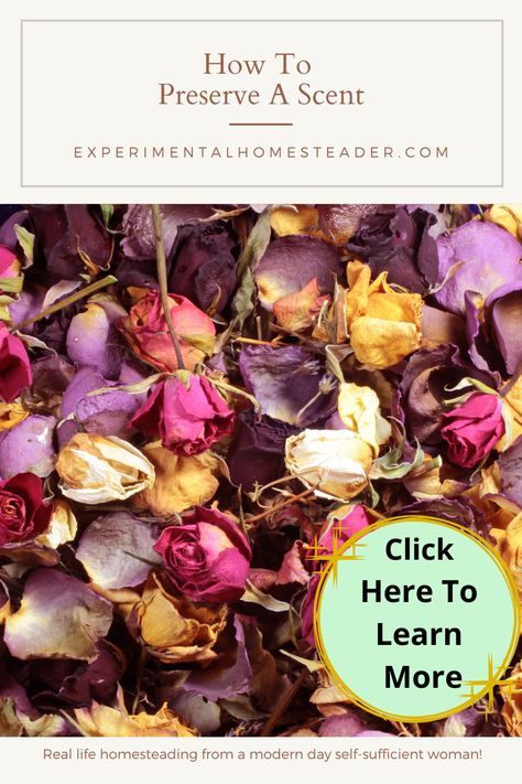 Learn how to preserve a scent using fresh plant material. Techniques include enfleurage, potpourri, distillation and more. Dried Potpourri, Homemade Potpourri, Homemade Perfume, Potpourri Recipes, Organic Lifestyle, Fragrant Plant, Homestead Survival, Preserving Food, Green Living