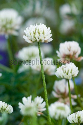 Aberdeenshire Scotland, White Clover, Clover Tattoos, White Flowers, Scotland, Blossom, Stock Images, Photographer, Plants