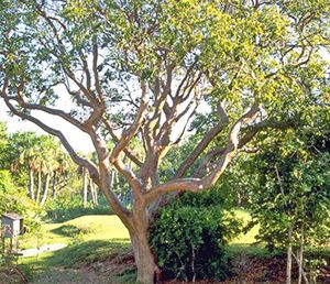 Small Shade Trees, Best Shade Trees, Native Plant Landscape, Small Trees For Garden, Florida Trees, Florida Plants, Backyard Shade, Florida Gardening, Small Front Yard