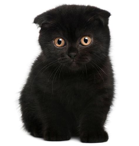 Scottish Fold Black kitten  #Scottish #Fold #Cat #Breed #ScottishFold #ScottishFoldCat #ScottishCat #FoldCat Scottish Fold Kitten, Gato Munchkin, Scottish Fold Kittens, Scottish Fold Cat, Fold Cat, Munchkin Cat, Cat Spray, Image Chat, Black Kitten