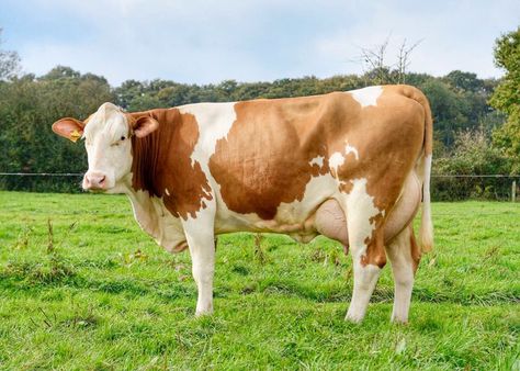 Simmental Cattle, Farming Land, Breeds Of Cows, Dairy Cattle, Dairy Cow, Farm And Ranch, Sheep Farm, Domestic Animals, Dairy Cows