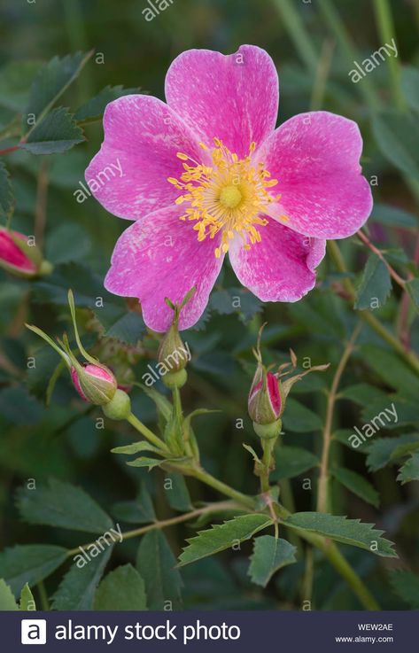 Wild Prairie Rose, Farmhouse Yard, Jean Art, State Flowers, Prairie Rose, Cards Flowers, Art Cards, North Dakota, South Dakota