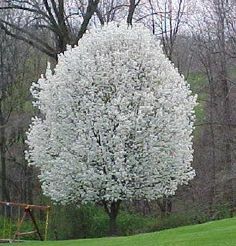 Found on Pinterest on 3-12-16. Bartlett Pear trees. Flowering Pear Tree, White Flowering Trees, Apricot Tree, Tree Growing, Blooming Trees, Pear Trees, Moon Garden, Pear Tree, Ornamental Trees