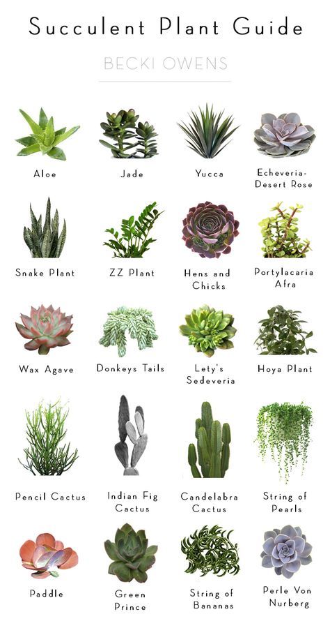 Today I'm sharing a Succulent Plant Guide to help you add beautiful texture and a fresh pop of green to your styled spaces. Tanaman Sukulen, Kaktus Dan Sukulen, Kebun Herbal, Taman Air, Tanaman Pot, Tanaman Indoor, Zebra Plant, Gubahan Bunga, Ficus Tree