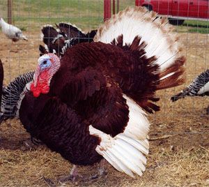 Bourbon Red Turkey - The Livestock Conservancy Turkey Raising, Birds Breeds, Bourbon Red Turkey, Turkey Breeds, Bourbon Turkey, Farm Pets, Pet Turkey, Poultry Breeds, Raising Turkeys