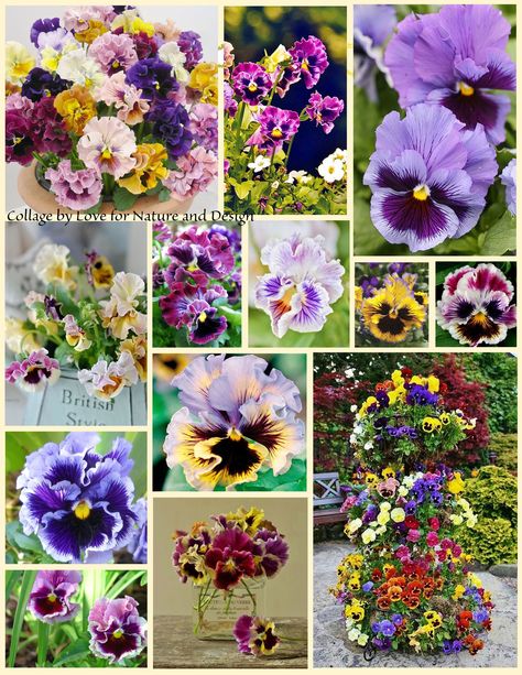 Ruffled pansies ~ Ruffled Pansies, Pansy Garden, Hand Crafts, Beautiful Collage, Garden Stuff, Colour Palettes, Pansies, Pretty Flowers, Scrapbook Pages