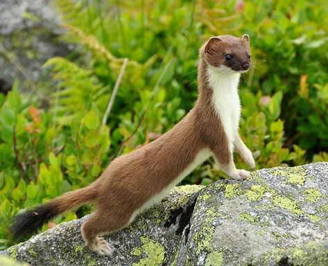 Ermine Drawing, Ermine Animal, Weasel Aesthetic, Stoat Drawing, Ferret Reference, Stoat Animal, Baby Exotic Animals, Cute Animal Tattoos, Animal T Shirt