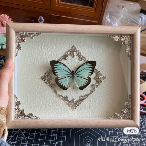 Pinned Butterfly Display, Butterfly Shadow Boxes, Oddity Crafts, Insect Frame, Butterfly Taxidermy Art, Framed Butterfly Wall Art, Bug Pinning, Butterfly Picture Frame, Entomology Decor