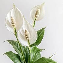 Peace Lily Flower, Flower Reference, Japanese Plants, Peace Lily Plant, Indoor Flowering Plants, Natural Air Purifier, Carbon Monoxide, Easy Care Plants, Elegant Beauty