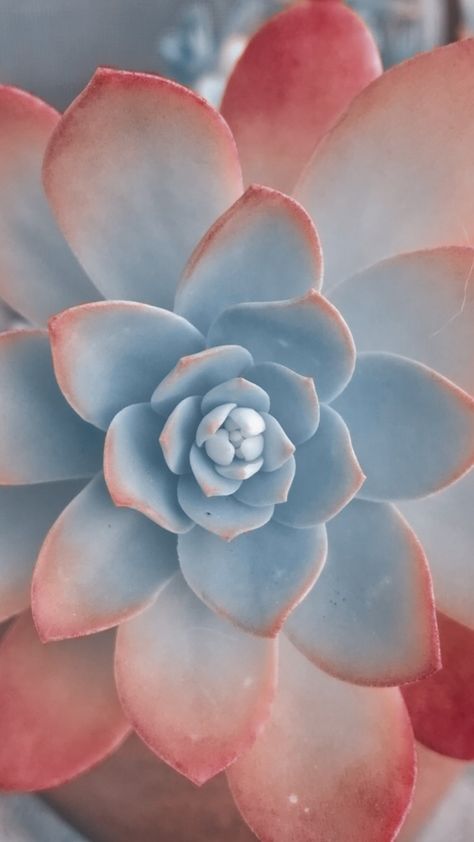 Succulent Close Up, Succulents Aesthetic, Succulent Pictures, Succulent Wallpaper, Suculentas Ideas, Succulents Wallpaper, Light Summer Color Palette, Succulent Photography, Succulent Painting